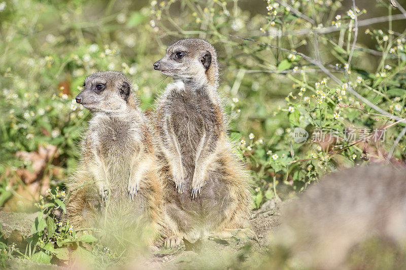 猫鼬(Suricata suricatta)或suricatta在寻找捕食者